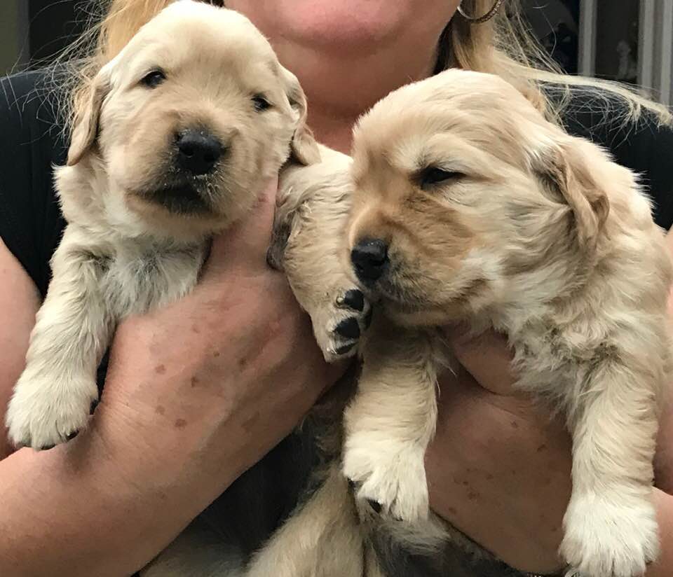 goldminer goldens